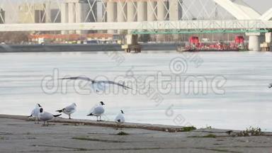 多瑙河海鸥在海岸线上飞来飞去