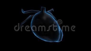 心脏三维动画平面设计。 虚拟空间中的无缝环形运动