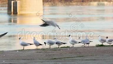 多瑙河海鸥在海岸线上飞来飞去