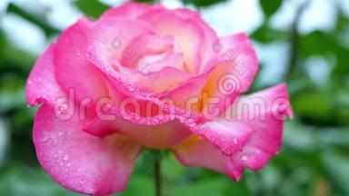 绿色叶子背景上的粉<strong>红色玫瑰</strong>。 镜头移动在玫瑰花蕾的顶部，在一个大的粉<strong>红色玫瑰</strong>关闭。