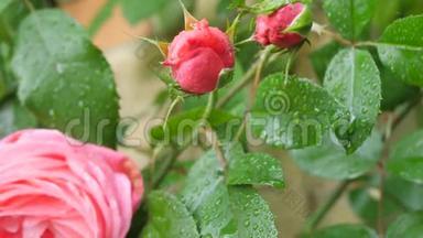 绿色叶子背景上的粉<strong>红色玫瑰</strong>。 镜头移动在玫瑰花蕾的顶部，在一个大的粉<strong>红色玫瑰</strong>关闭。