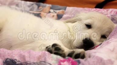小白狗睡在床上