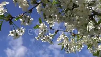 春天开着花的樱花树，开着白色的花，蓝天