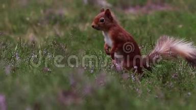 红松鼠，Sciurusvulgaris，在阳光明媚的七月，苏格兰的凯恩斯NP，在石楠地板上寻找和吃坚果。