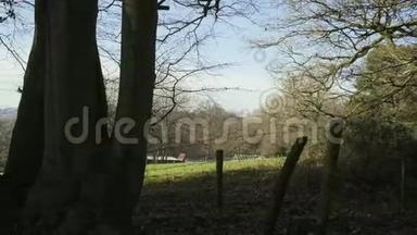 伦敦附近的英国乡村。 早春山榉木.. 复制空间背景。 栅栏和草地的景色。