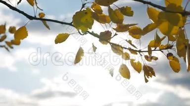 黄色的白杨阳光在蓝天背景下离去。 树叶，美丽的阳光，阳光，风景，森林，秋天