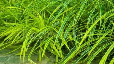 视频1920x1080-装饰绿色植被.