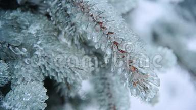 蓝色云杉覆冰的枝条.
