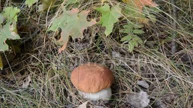 秋林中的冬菇