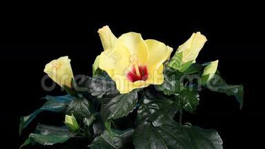 盛开的黄色芙蓉花蕾ALPHA哑光，（芙蓉京都黄色），全高清。