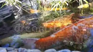 日本<strong>鲤鱼</strong>在水中，日本KOI<strong>鲤鱼</strong>漂浮在一个装饰池塘里。 红、橙、白<strong>鲤鱼</strong>