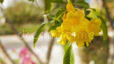 热带花园里一朵朵美丽的黄花