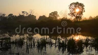 湖上日出，树影