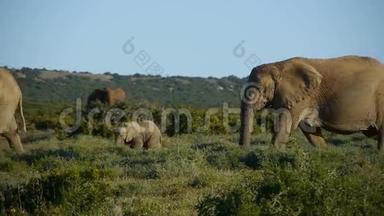 国家公园的母象和小象