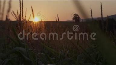 日出在美丽的早晨草地上。 美丽的日落覆盖着大片的玉米地。