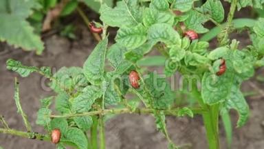 科罗拉多马铃薯甲虫幼虫在花园里吃土豆叶。 害虫和寄生虫破坏农业作物