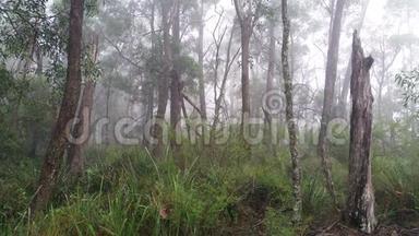 澳大利亚桉树雨林中的雾滚滚