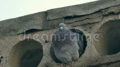 野灰鸽鸟坐在水泥板上