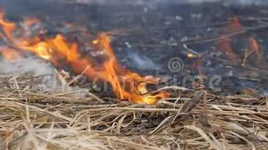 自然界中危险的野火，燃烧干草.. 林间空地上长满了黑草