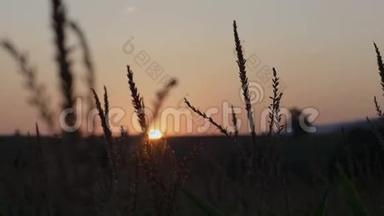 日出在美丽的早晨<strong>草地</strong>上。 美丽的日落覆盖着<strong>大片</strong>的玉米地。