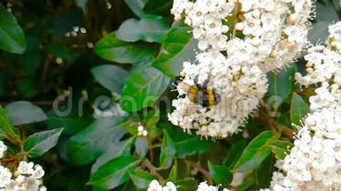 蜜蜂，黄蜂，花上的马蜂，慢动作飞翔，特写，为花授粉，春天来了，大自然