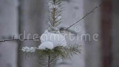 云杉树枝覆盖着雪雾。 冬天有雪的云杉枝
