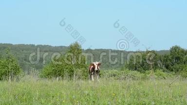 牛在草地上吃草，走在绿草上