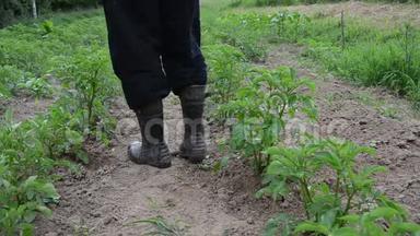 特写农夫喷洒农药的马铃薯植物对抗害虫