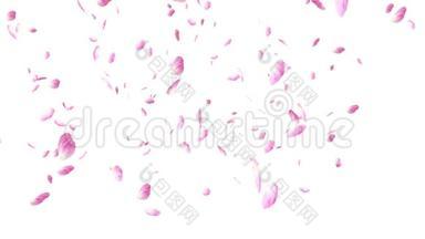 <strong>白色背</strong>景上的粉红色玫瑰花瓣飘落和旋转。 情人节慢动作高清动画，特写..
