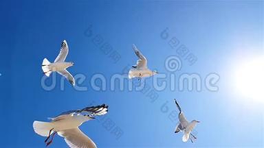 海鸥在天气好的时候顶着天空飞翔. 海鸥在天空的背景下缓慢运动，更大的白色