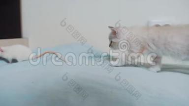 小白猫在玩捉老鼠。 有趣的罕见视频小猫和老鼠在床上奔跑的生活方式。 猫和猫