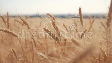 小麦<strong>麦田</strong>日落景观慢动作<strong>视频</strong>.. 生活方式农民智慧农业生态理念。 小麦