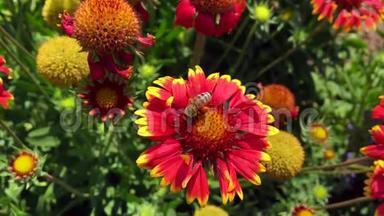 有<strong>翅膀</strong>的蜜蜂慢慢地飞向植物，从<strong>花</strong>中收集蜂蜜的<strong>花</strong>蜜。