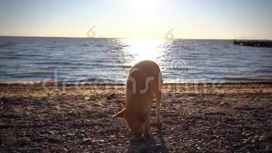 无家可归的狗在日落海滩上吃鱼