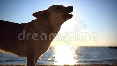 无家可归的狗在日落海滩上吃鱼