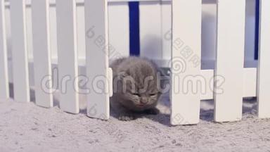 英国可爱的小猫在栅栏附近<strong>喵喵</strong>叫