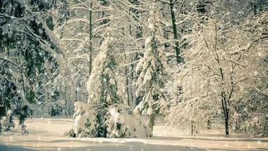 树松云杉在神奇的森林冬天降雪。