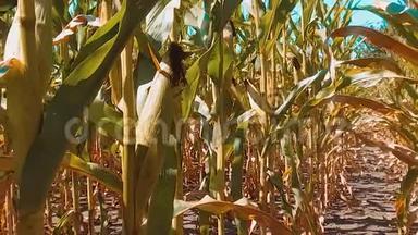 有机玉米田干燥生活方式成熟玉米的农业。 概念玉米收获天然产品农业