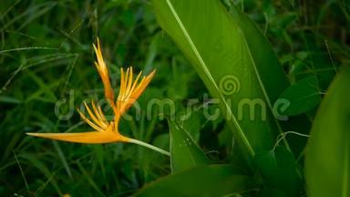 橙黄螺旋，Strelitzia，鸟乐园宏观特写，绿色背景.. 异国热带盛开<strong>的</strong>花朵