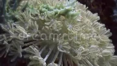 菲律宾野生动物海洋中的软珊瑚。