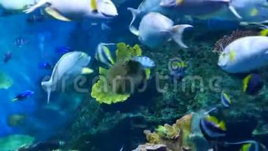 海洋馆里美丽的鱼对水生植物的装饰背景。 鱼缸里的一条五颜六色的鱼。