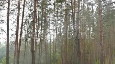 森林中的烟雾夏日慢动作视频