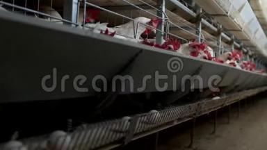 养鸡的家禽养殖场，鸡蛋经过转运体，鸡蛋，动物