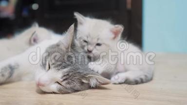 小可爱的小猫睡在猫妈妈旁边。 猫家庭关心爱友谊和理解。 可爱宠物搞笑视频