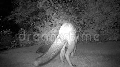 城市狐狸在房子花园的夜晚与刺猬。