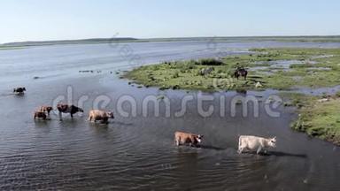 野牛在英格兰湖游泳，野马在草地上吃东西，拉脱维亚