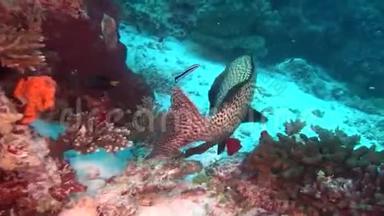 马尔代夫海底清澈海底背景上独特的斑点鱼。