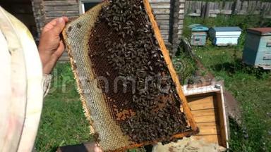 养蜂人检查蜂巢，慢动作