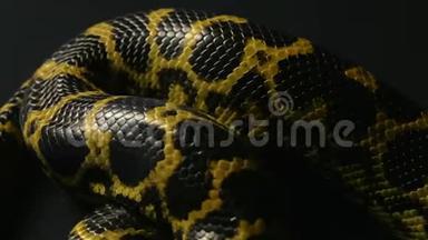 爬着黄色的宠物蟒蛇