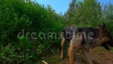 德国牧羊犬沿着夏季森林小路奔跑，动作缓慢